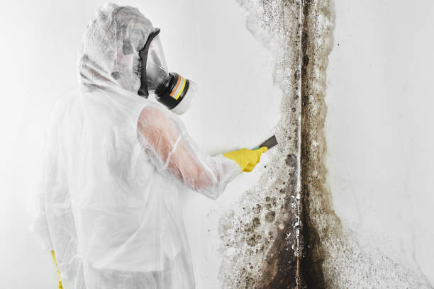 Best Basement Mold Remediation in Mclouth, KS