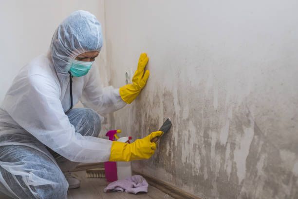 Best Residential Mold Remediation in Mclouth, KS