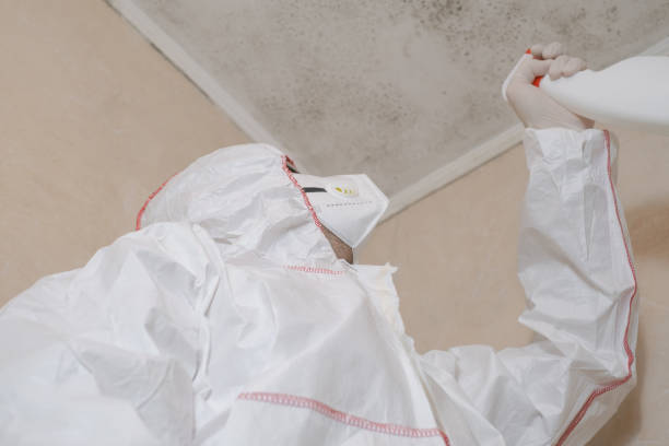 Best Commercial Mold Remediation in Mclouth, KS