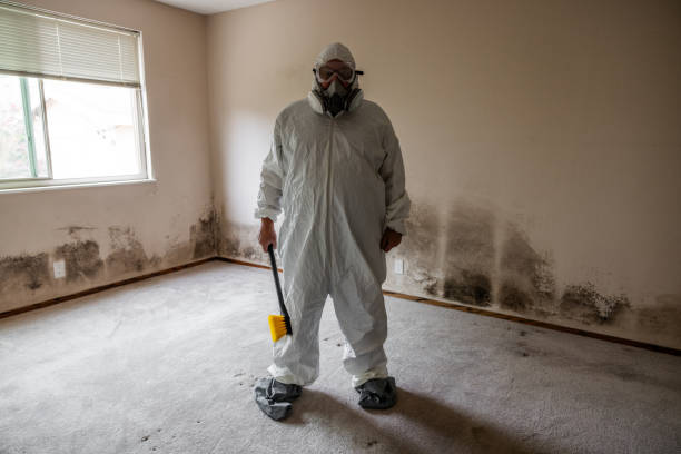Best Post-Flood Mold Remediation in Mclouth, KS